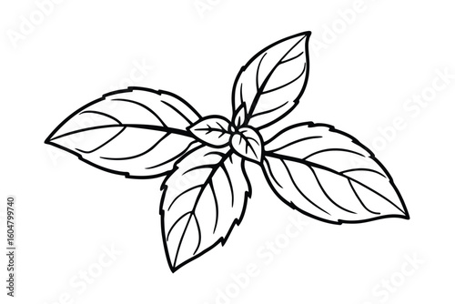 Basil Leaves In Clean Style White Background