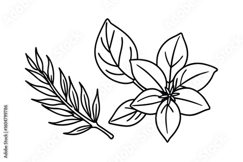 Basil Thyme Rosemary Sprigs Clean Vector