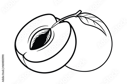 Apricot With Seed Exposed Vector Illustration
