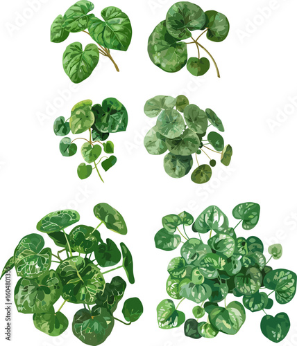 Pilea peperomioides leaves in color style and no background





























































