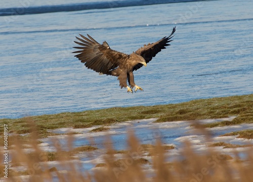 White tailed eagle on  the west coast in Sweden