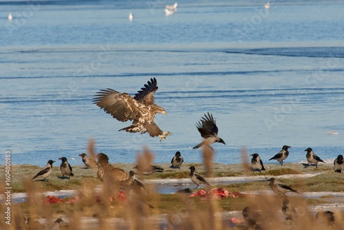White tailed eagle on the west coast in Sweden