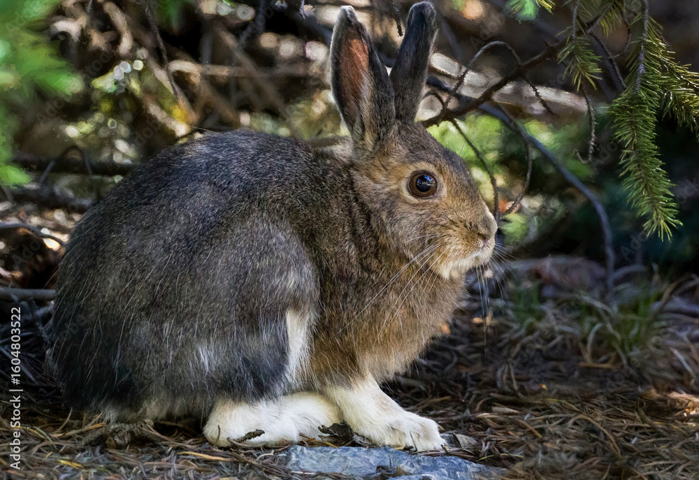 Fototapeta premium cute snow shoe hare in summer colors