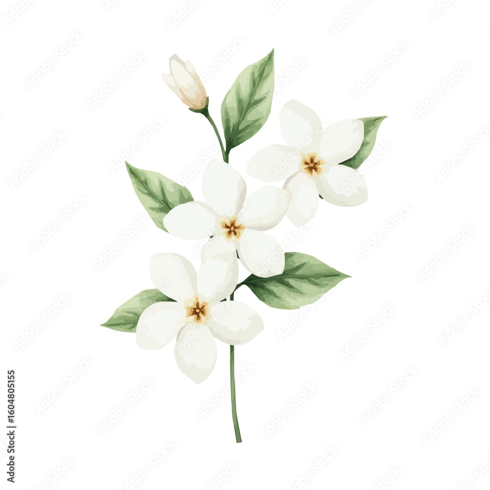 Obraz premium watercolor jasmine bouquet