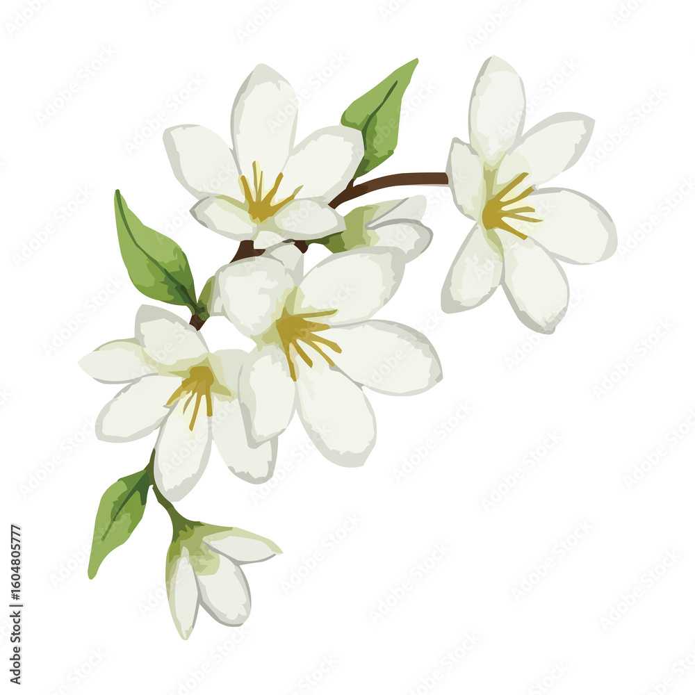 Fototapeta premium watercolor jasmine flower