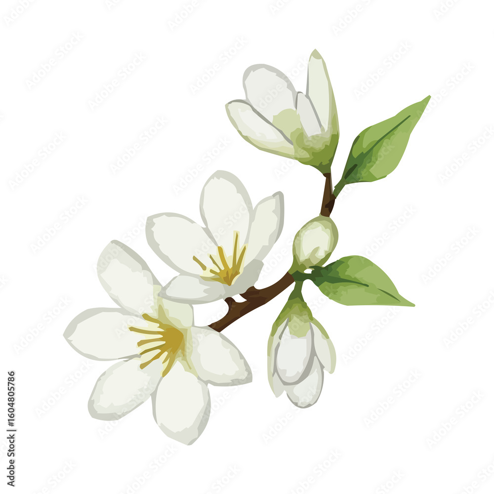 Obraz premium watercolor jasmine flower