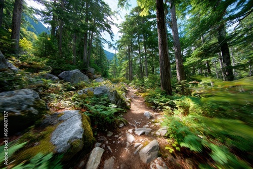 Serene Forest Path Surrounded by Lush Greenery and Majestic Trees Under a Bright Blue Sky, Inviting Adventure and Exploration in Nature's Tranquil Beauty