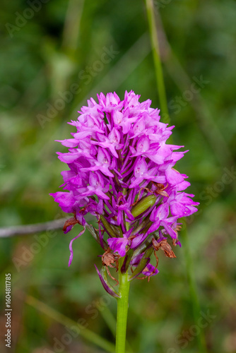 Wallpaper Mural Pyramiden-Hundswurz (Anacamptis pyramidalis) Torontodigital.ca