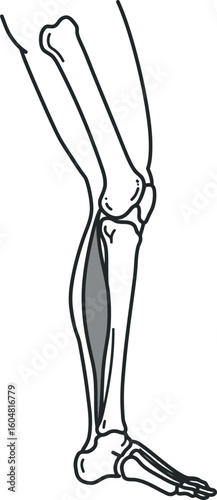 Human calf muscle anatomy line art