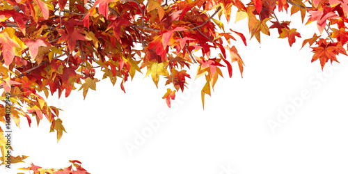 autumn leaves tree branch isikated on white background