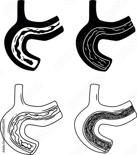 Human stomach anatomy diagrams