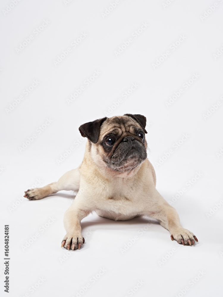 Obraz premium A Pug sits with its legs stretched out, looking completely relaxed and at ease. The neutral background enhances the casual and funny positioning.
