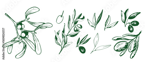 Olive branches. Hand drawn illustration. Vector golden outline with transparent background