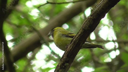 Eurasian Siskin (Spinus spinus) Male Perched in a Tree in Deciduous Woodland