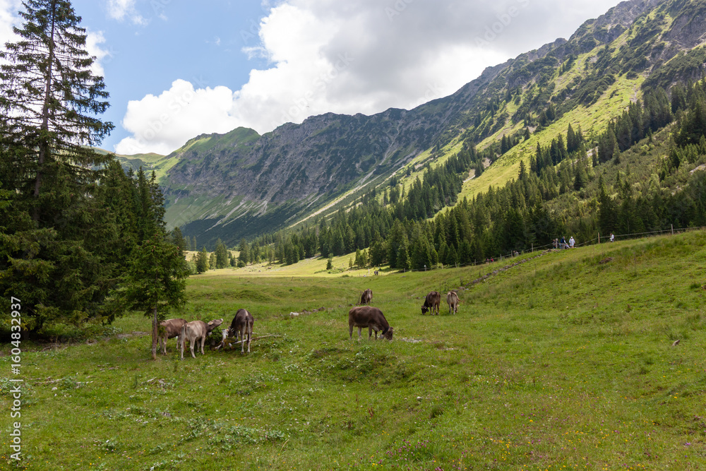 Fototapeta premium A picturesque scene unfolds in a verdant alpine valley within the Bavarian Alps, often encountered around the Seealpe station of the Nebelhornbahn