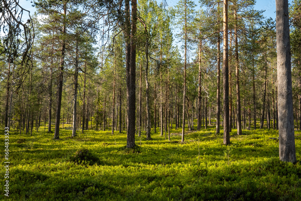 Fototapeta premium Lush Green Forest Floor Bathed in Warm Sunlight Creating a Serene Woodland Atmosphere