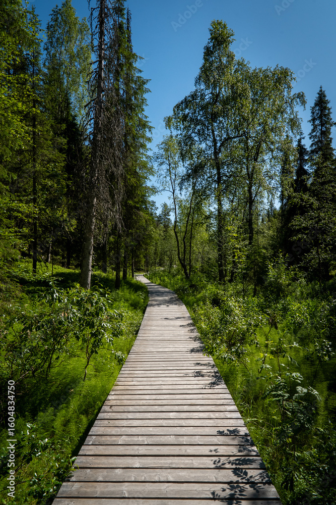 Fototapeta premium Wooden walkway through a lush green forest under a clear blue sky