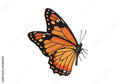 Vibrant Orange Monarch Butterfly with Black Veins and Spots Side Profile.