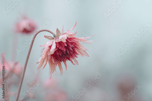 Wilted flower in dreamy haze with soft vintage tones of red and peach