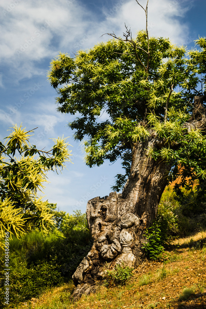 Fototapeta premium Las Médulas, León, Spain