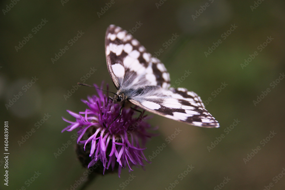 Obraz premium butterfly on thistle