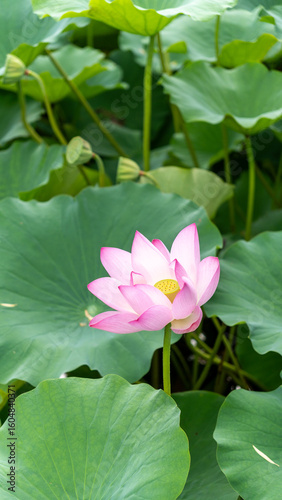 pink lotus flower