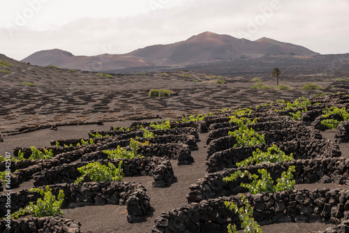 Viñedos tradicionales en La Geria, Lanzarote