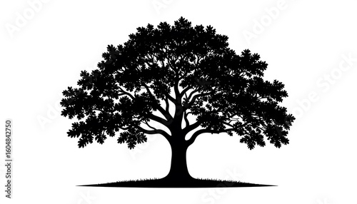 Silhouette of a large tree