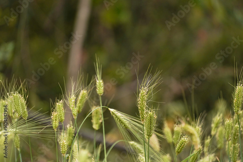 Photos Close-up of unripe wheat grains at field