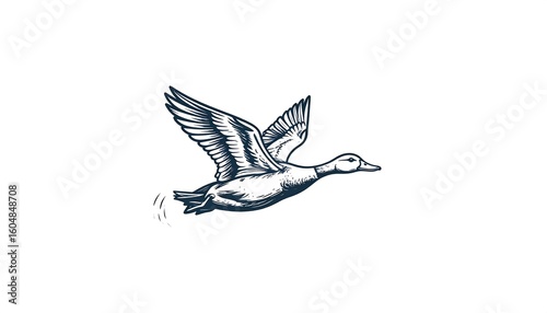 Hand-drawn illustration of a flying duck
