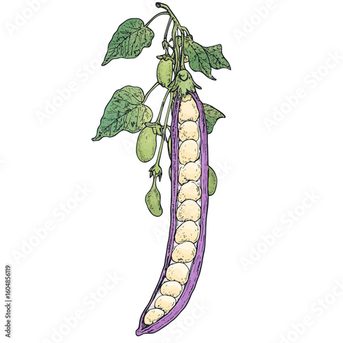 Bitter bean illustration 