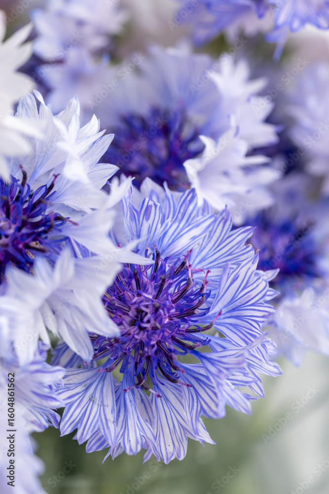 Obraz premium Close up of Blue and White Bachelor's Button Flowers