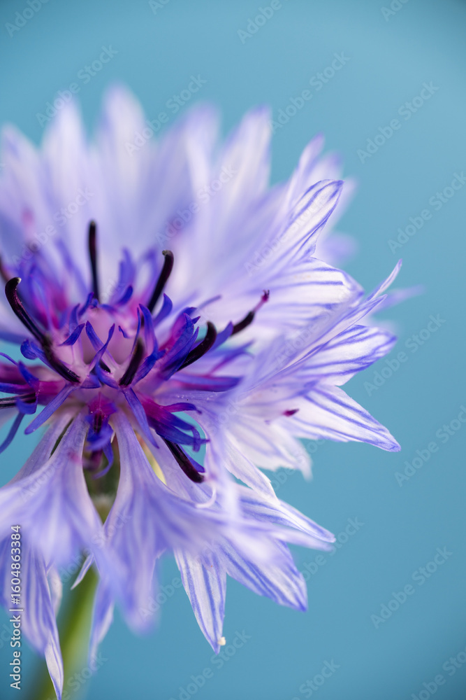 Obraz premium Close up of White and Blue Bachelor's Button Flowers