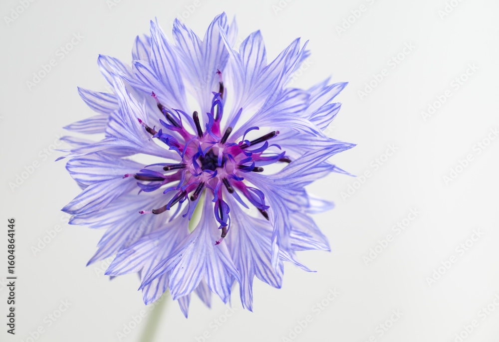 Obraz premium Close up of White and Blue Bachelor's Button Flowers