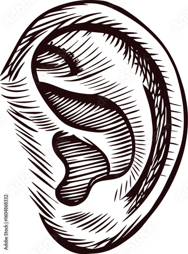 Vintage hand drawn human ear illustration detailed sketch anatomical organ isolated on white background