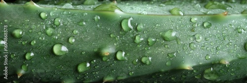 Close-up view of an aloe vera leaf covered in water droplets.