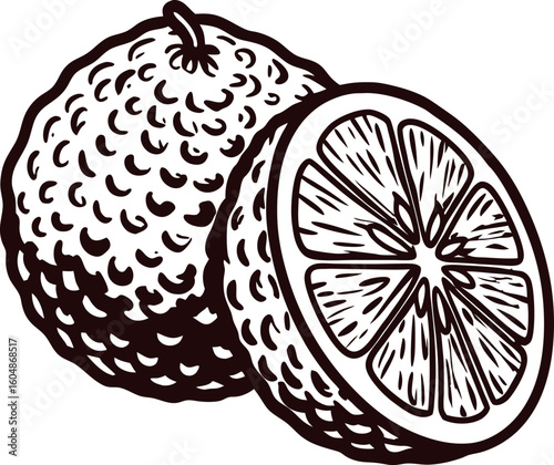 Vintage engraved illustration of whole and sliced citrus fruit with detailed textured rind and juicy segments