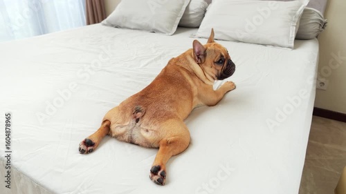 Funny French Bulldog in comical pose lies on her stomach with rear paws stretched out behind, splooting on bed, glancing back over her shoulder with mildly disapproving look