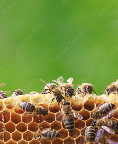 Bees swarm over hexagonal cells. They are diligently building and maintaining their honeycomb against a vibrant green backdrop. The air is thick with the energy of their colony