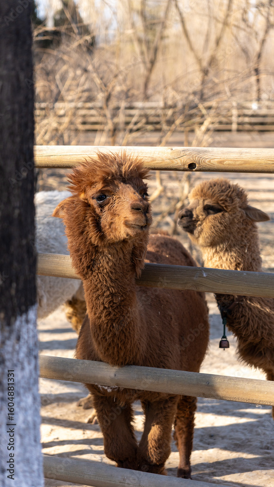 Obraz premium camel in the zoo