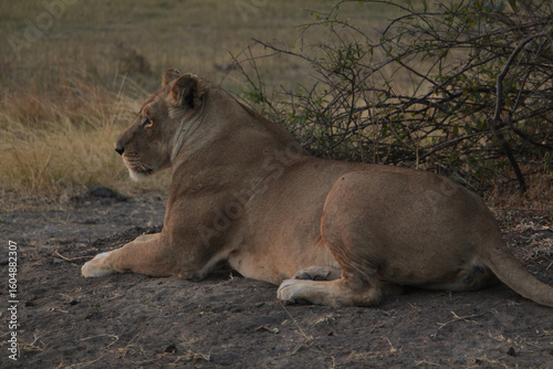 Canvas Print Lioness laying on the ground in botswana