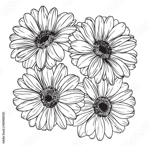 beautiful monochrome, black and white daisy flower isolated