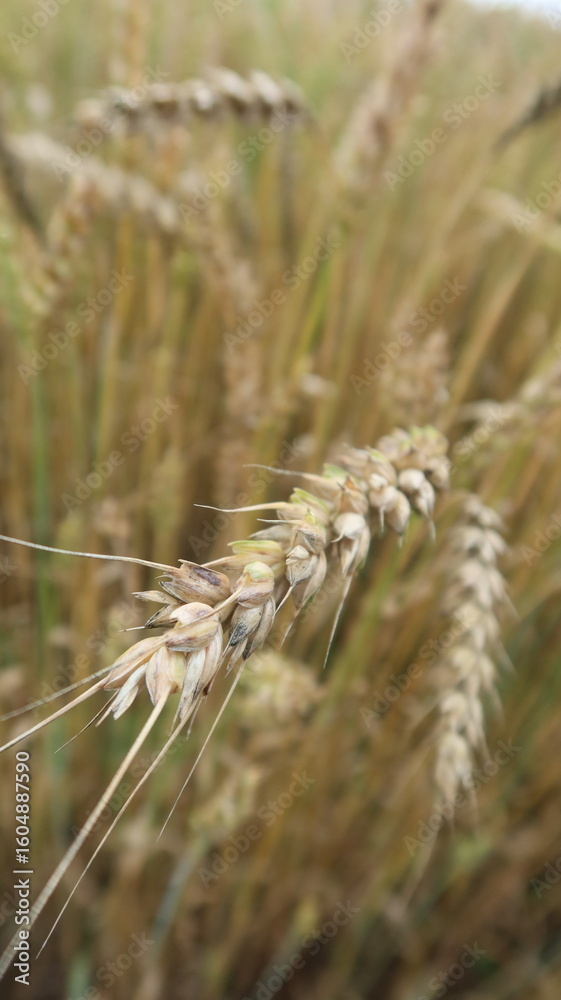 Fototapeta premium Golden wheat field with one ear in focus at sunset