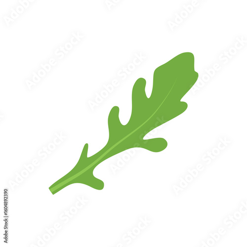 Fresh organic arugula leaf isolated, healthy food concept