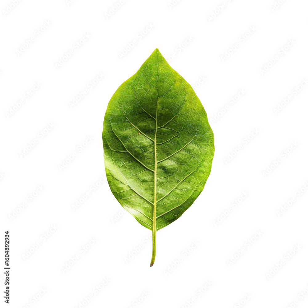 Fototapeta premium Close-up of a single green leaf