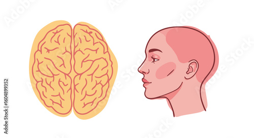 Brain and Head Side Profile Illustration