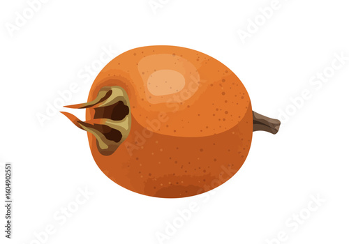 An illustration of a loquat fruit orange in color with details