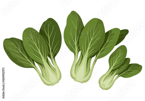 Three heads of vibrant green Bok Choy with crisp leaves and pale stems on a white background