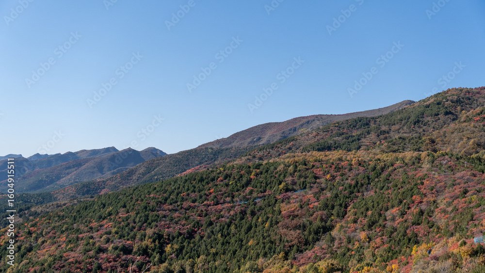 Naklejka premium lavender field provence france