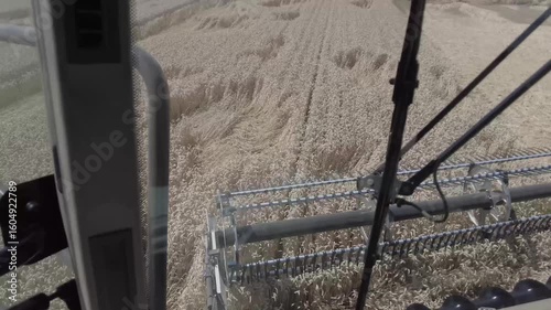 Modern Combine Harvester Operating in Golden Wheat Field during Harvest Season
